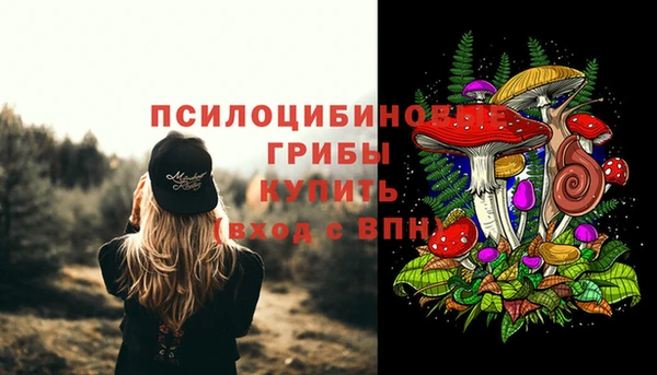 стаф Аркадак
